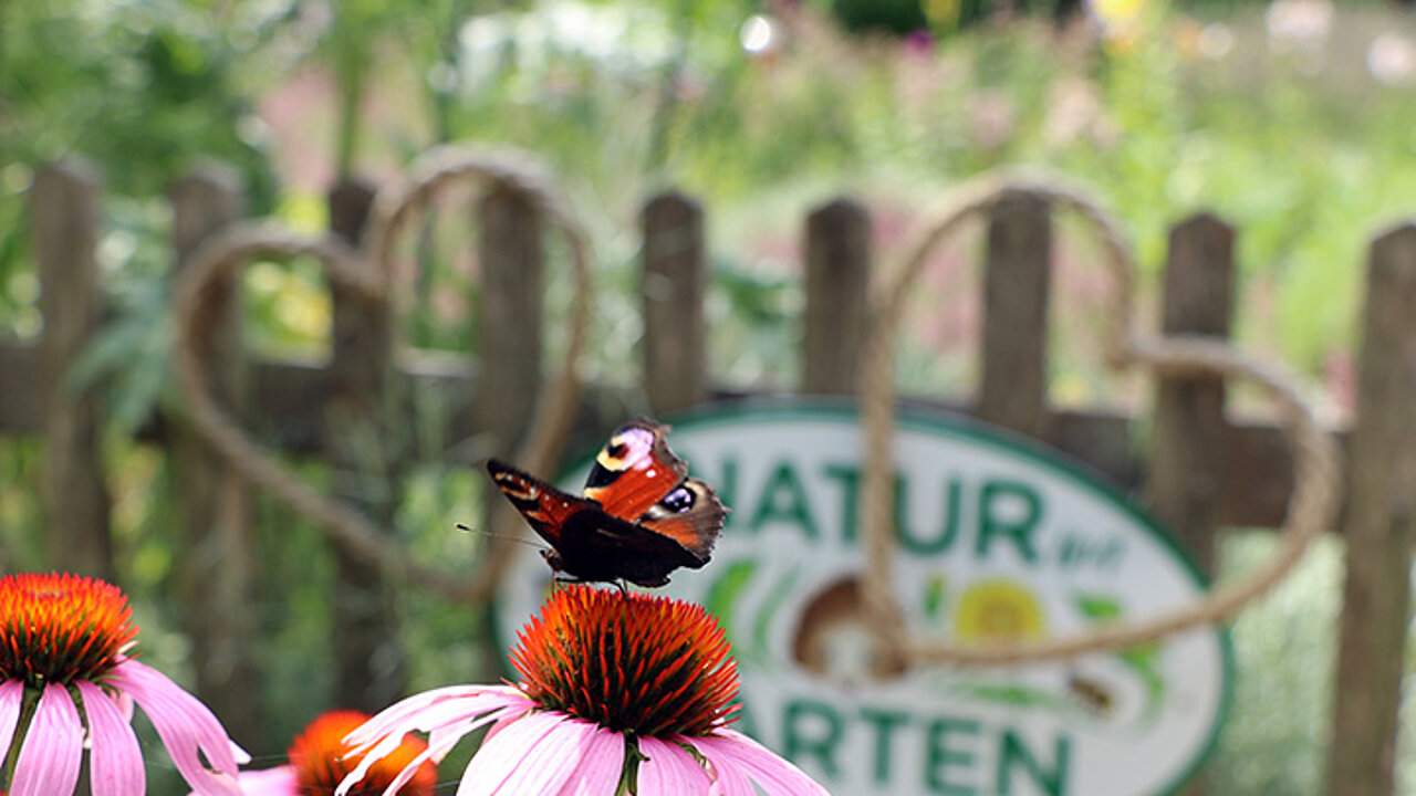 Natur im Garten