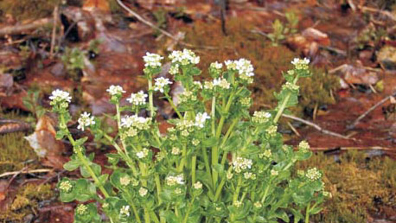 Löffelkraut