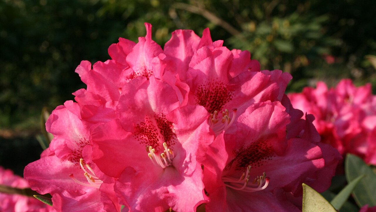 Rhododendron Yakushimanum Hybride