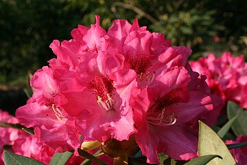 Rhododendron Yakushimanum Hybride