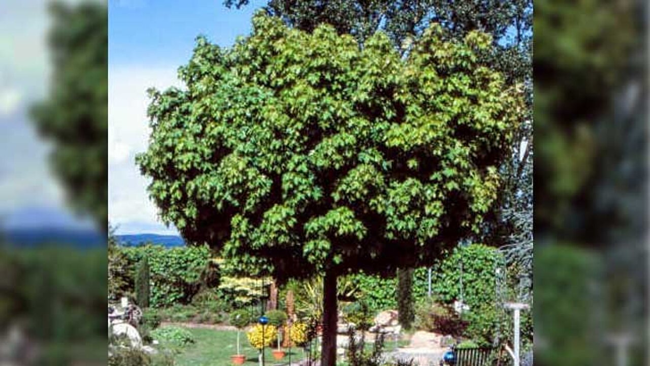 Kugelbaum