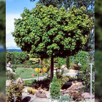 Kugelbaum