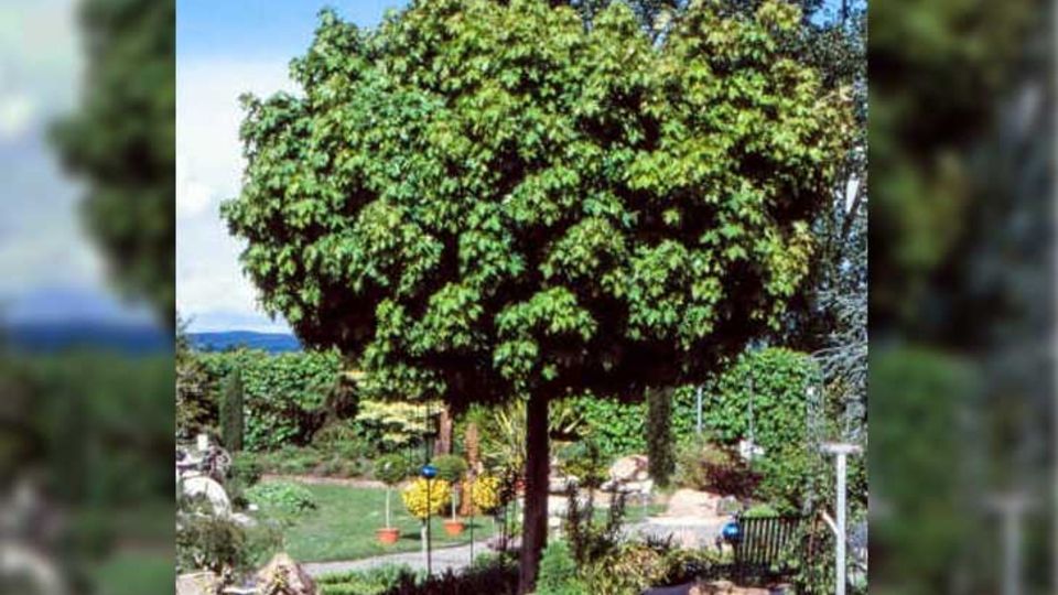 Kugelbaum