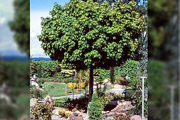 Kugelbaum