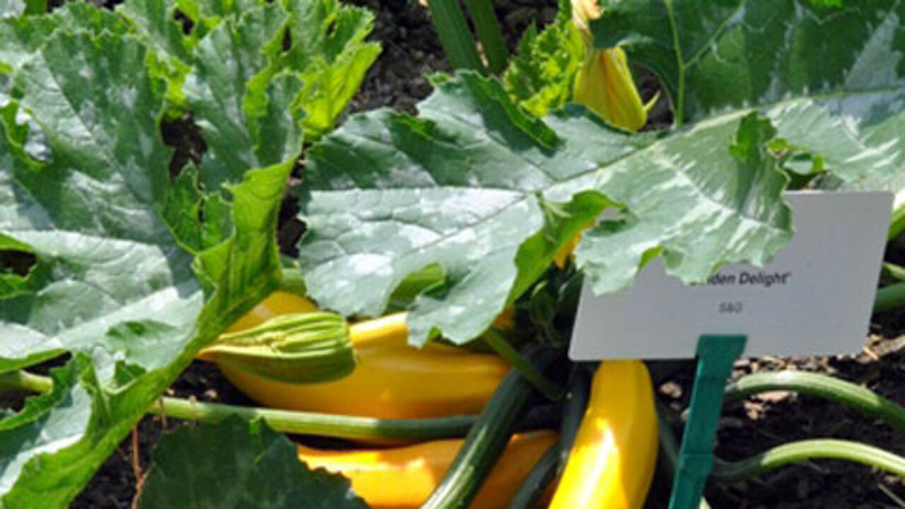 Zucchini