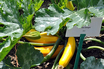 Zucchini