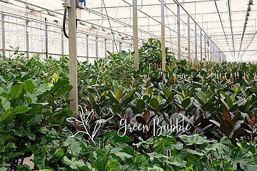 GreenBubble Pflanzen