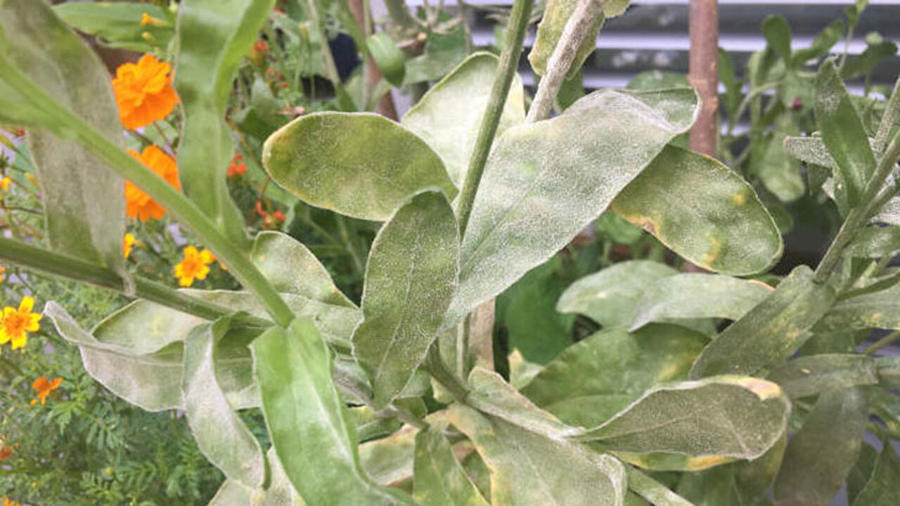 Natur im Garten