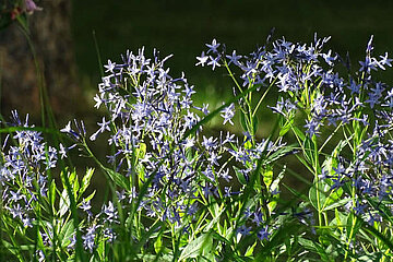 Image-13029