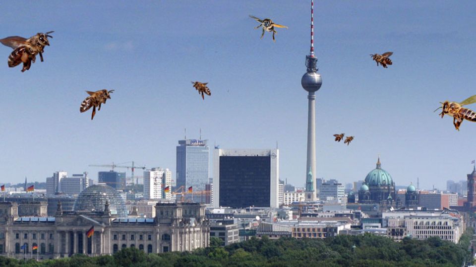 Honigbienen
