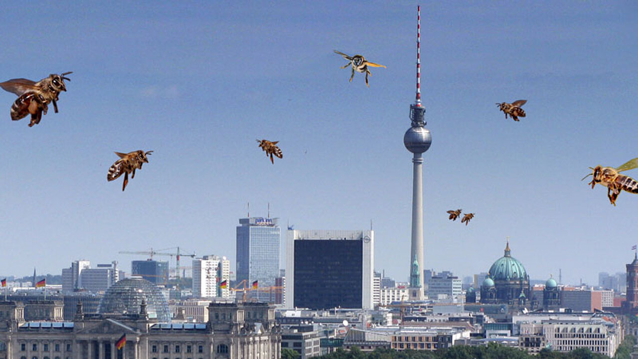 Honigbienen