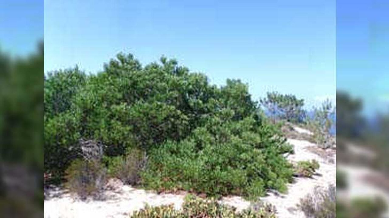 Acacia longifolia