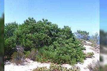 Acacia longifolia