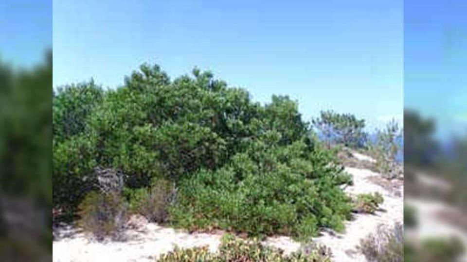 Acacia longifolia