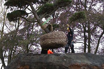 Bonsai am Kran