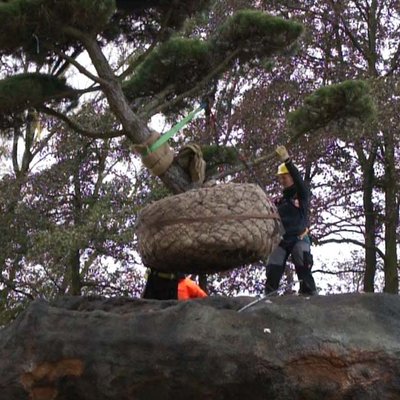 Bonsai am Kran