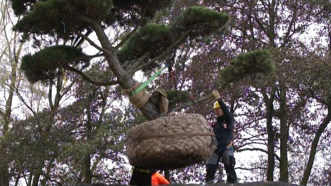 Bonsai am Kran