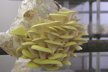 Limonenseitling