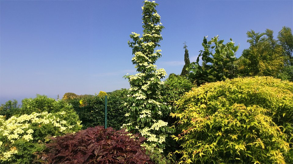 Cornus kousa Flower Tower