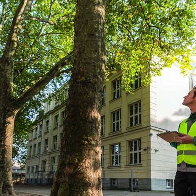 Kranker Baum