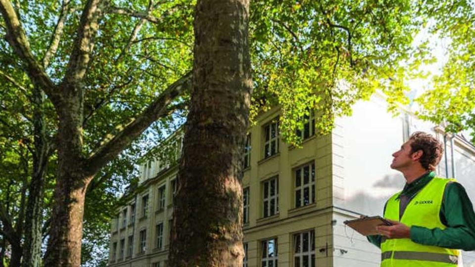 Kranker Baum