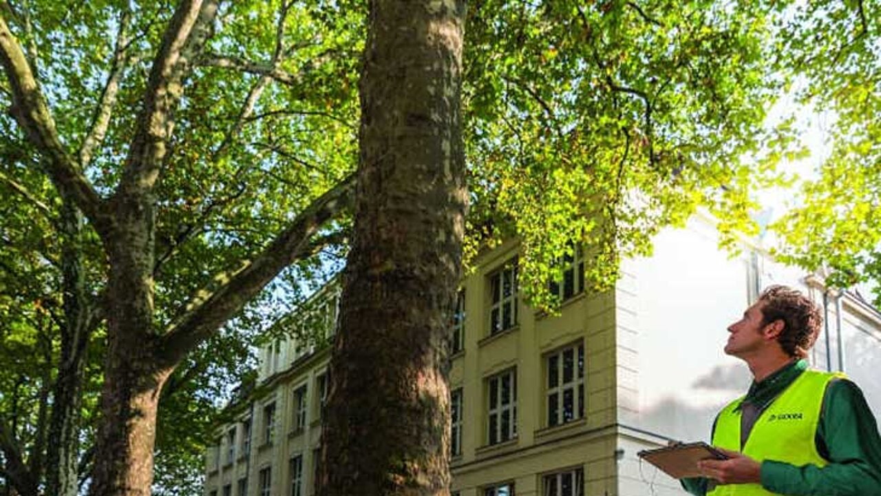 Kranker Baum
