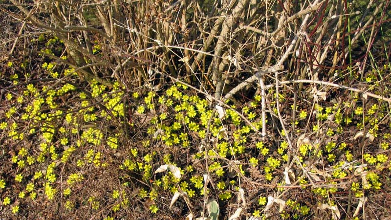 Wilde Frühlingszwiebelblumen