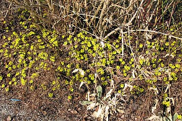 Wilde Frühlingszwiebelblumen