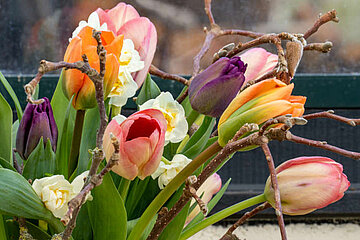 Tulpen