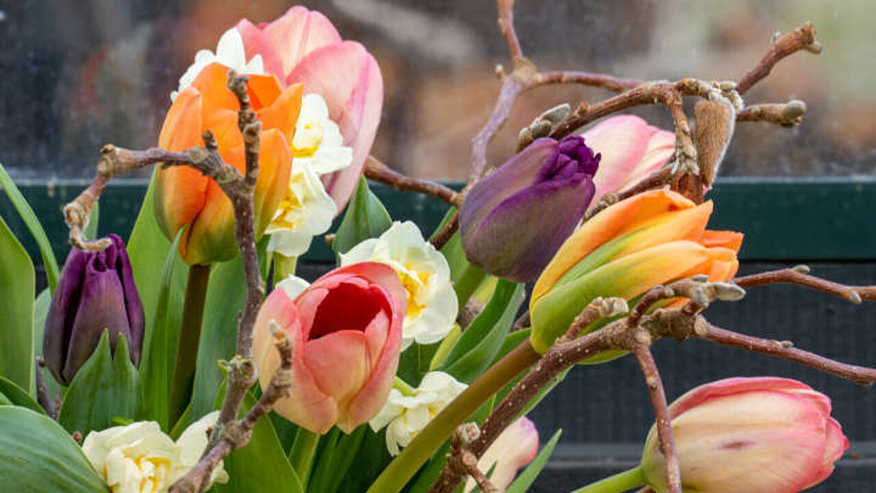 Tulpen