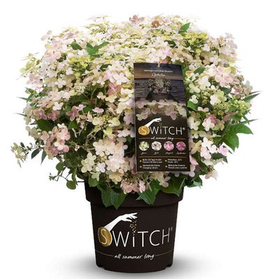 Hydrangea paniculata