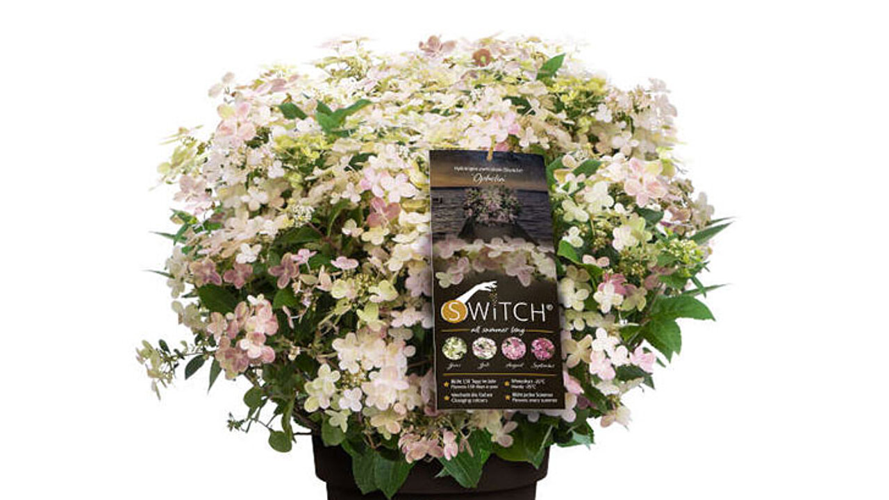 Hydrangea paniculata