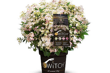 Hydrangea paniculata