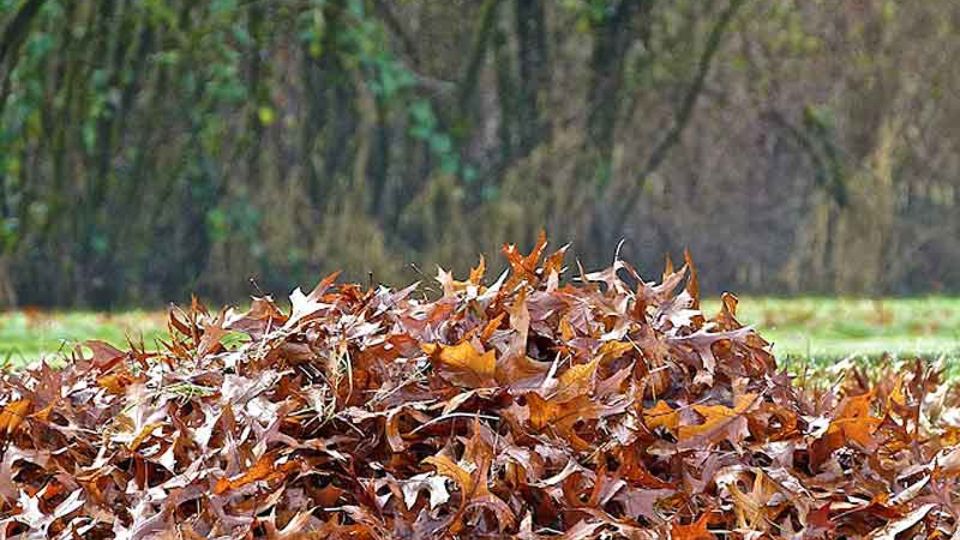 Laubhaufen im Garten