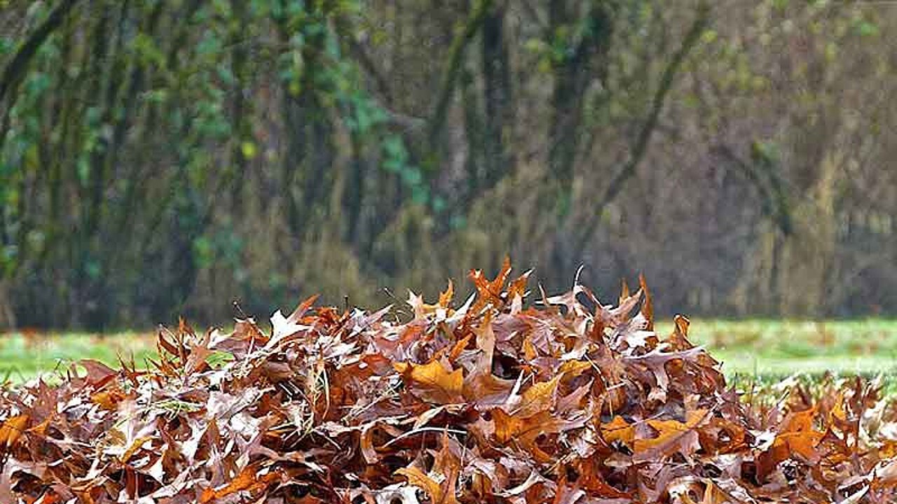 Laubhaufen im Garten