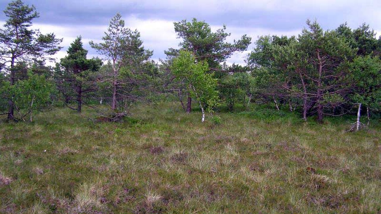 Offenes Hochmoor