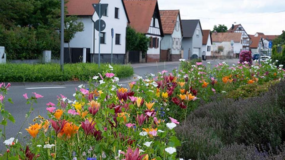 Wildblumen an der Straße