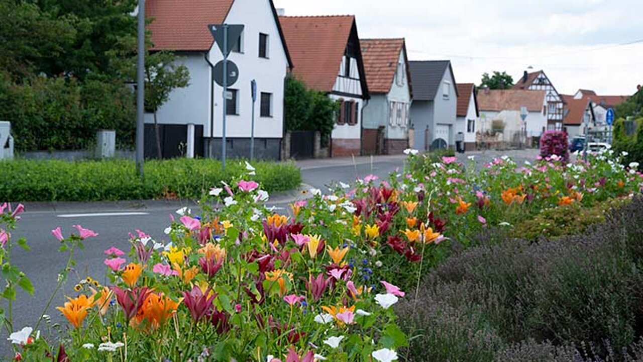 Wildblumen an der Straße