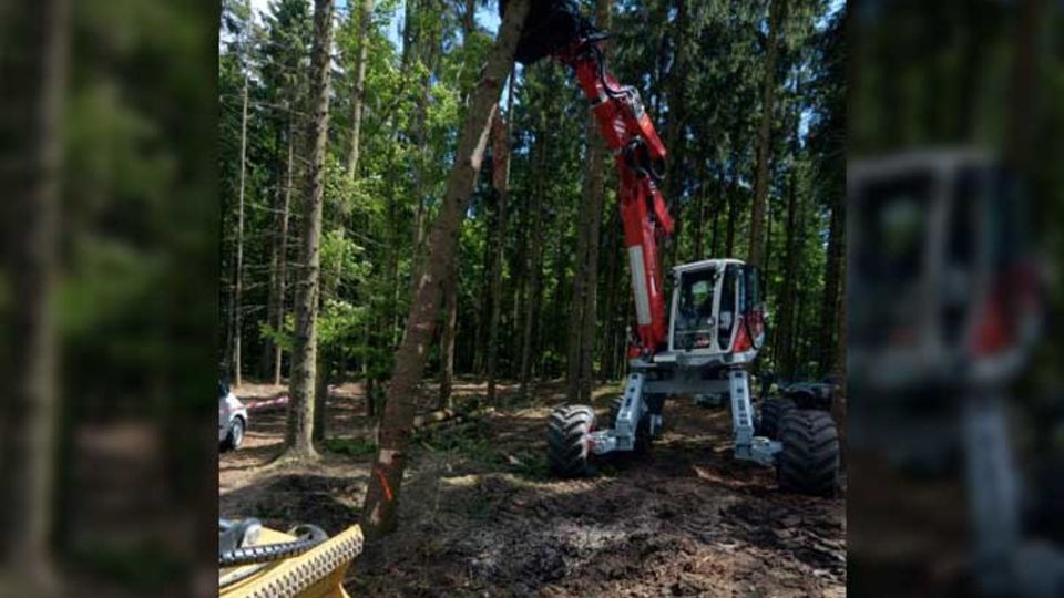 Waldmanagement