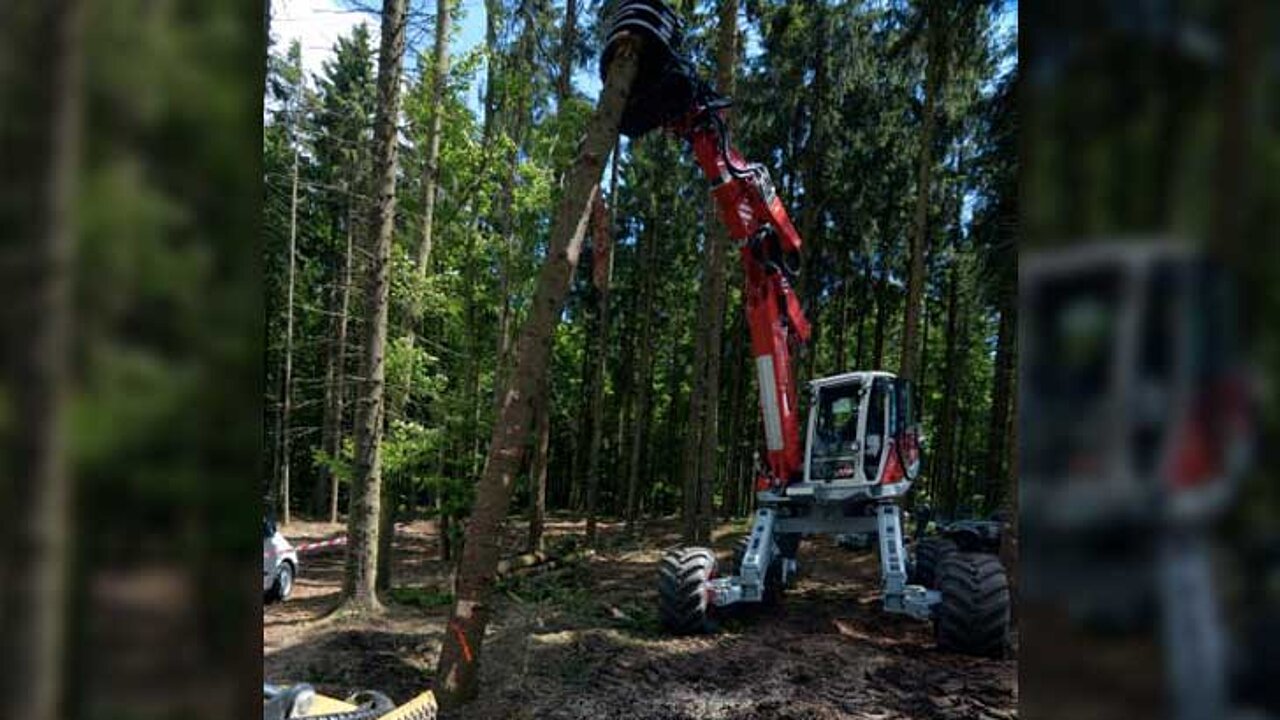 Waldmanagement