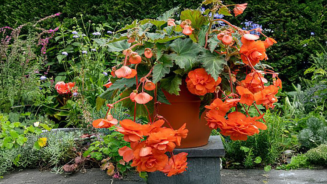 Begonia