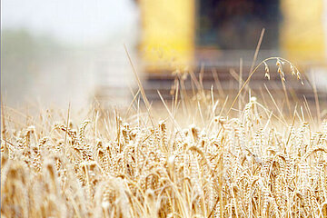 Landwirtschaft