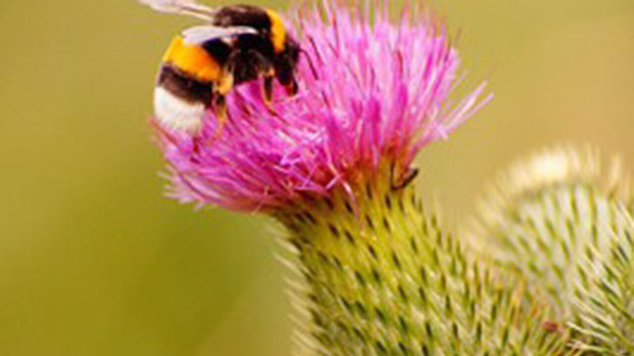 Insekten