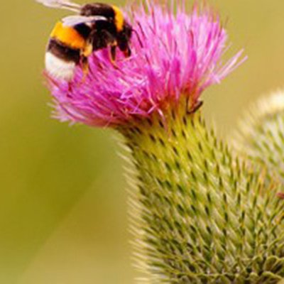 Insekten