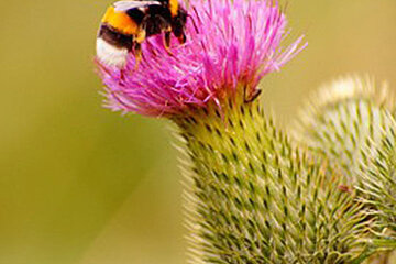 Insekten
