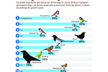 Grafik