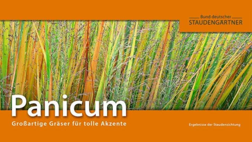 Panicum