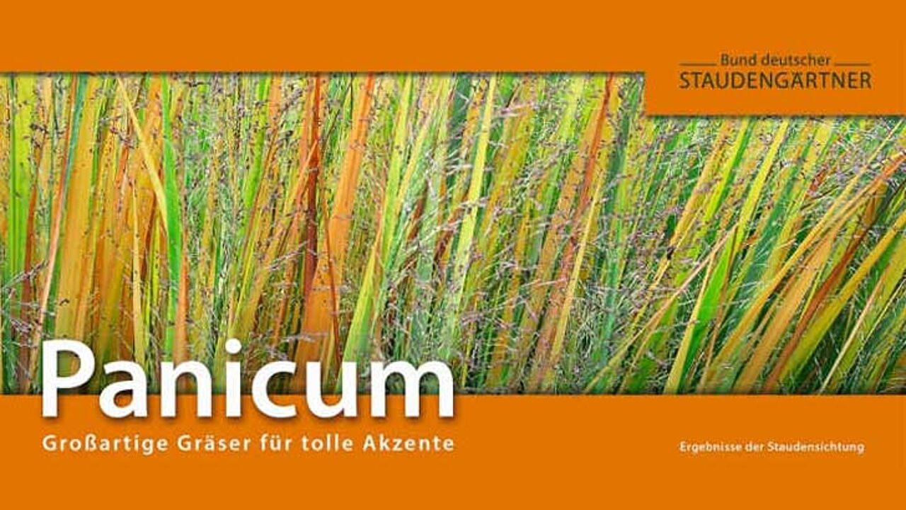 Panicum