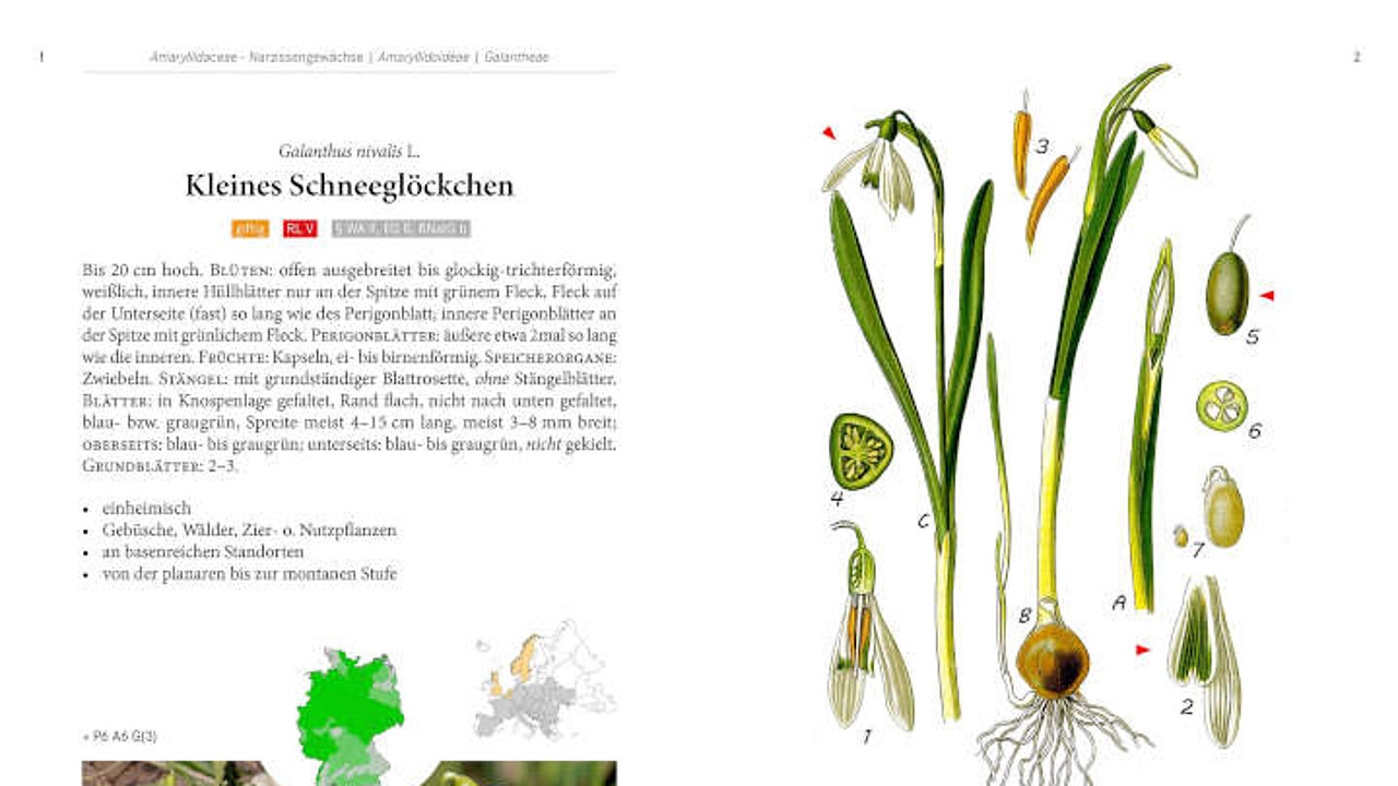 Die schönsten Frühlingsblumen
