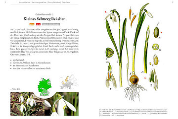Die schönsten Frühlingsblumen